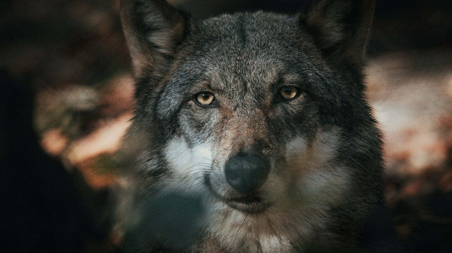 La T te De Loup Signification Puissance Et Porte Bonheur La T te De Loup Signification Puissance Et Porte Bonheur